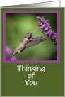 Thinking of You Hummingbird and Cute Spotted Bug Customizable card