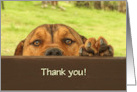 Thank You Dog Sitter with Cute Dog and at Fence Custom Text Cover card