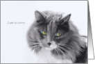 Loss of Cat Sympathy Memorial Sweet Faced Cat card