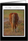 Horses Butt Forgiveness Can You Please Forgive Me Apology I am Sorry card
