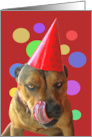 Birthday Cute Pit Bull Dog with Party Hat Humorous card