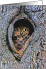 Thinking of You Cute Horned Owl In Oak Tree Whos Thinking of You card