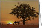 Beautiful Sunrise Morning Horse And Oak Tree Birthday card