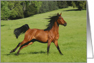 Free Galloping Beautiful Horse Happy Birthday card