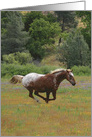 Appaloosa Horse Running Free Happy Birthday card