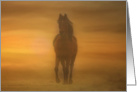 Arabian Horse in the Sand Birthday card