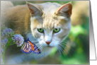 cat and butterfly saying hi card