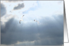 seagulls cloud divorce card