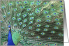 peacock happy birthday card