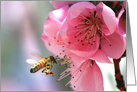 Bee and Spring Blooming Pink Flowers Hello, Hi card