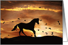 Beautiful horse Birthday card