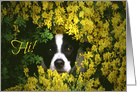 Cute Black and White Puppy In Yellow Flowers Hi, Hello card