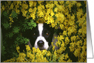 Cute Puppy Hiding in the Flowers Birthday card