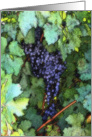 grapevine with grapes, blank note card