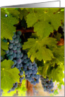 Purple grapes & Grapevine, blank note card