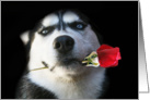 Beautiful Blue Eyed Husky Dog Holding a Rose Valentine’s Day card