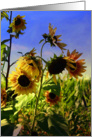 Sunflower and Blue Sky Thank You card