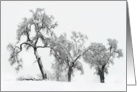 Oak Trees in Snow card