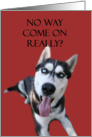 Funny Husky Dog Birthday card