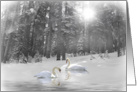 Swans in Lake and Snow Christmas Holiday card