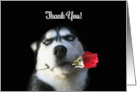 Siberian Husky with Rose Thank You card