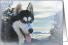 Siberian Husky Season’s Greeting Snow Husky Dog Holiday card