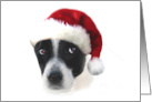 Cute Black and White Puppy with Santa Hat Merry Christmas card