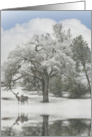 Christmas Deer and Oak Tree Winter Scene card