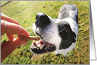 Super Cute Dog and Bone Pet Sitting Thank You Card