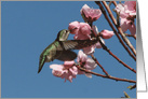 Humming Bird and Pink Flowers, Blooms, Happy Birthday card