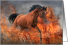 Arabian horse running through fire card