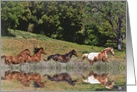 Horses Happy Birthday card