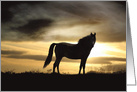 Horse Sympathy, Equine Condolences, Loss of Horse card