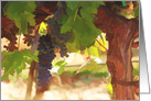 vineyard grapes happy birthday card