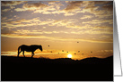 Sympathy for loss of horse, horse in sunset card