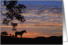 Thank you for Your Sympathy,Condolences Horse In Sunset card