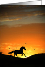 Horse in Sunset with Birds Sympathy card