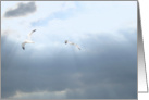 thank you for the sympathy condolences seagulls in the sky card