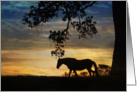 sympathy card for veterinarians horse and sunset card