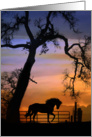 Happy Birthday, Horse Silhouette Under Oak Tree card