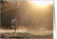 Horse in Light Beautiful Light Thinking of You card