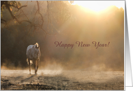 Happy New Year Appaloosa Horse in the Sunlight Customizeable card