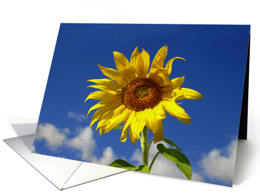 Thank you for your sympathy sunflower card (1223360)