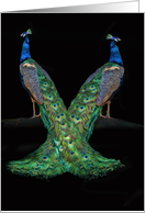 Peacock Congratulations card