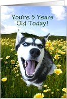 Happy Husky 5th Birthday Card, Customize, Personalize 5th Birthday card