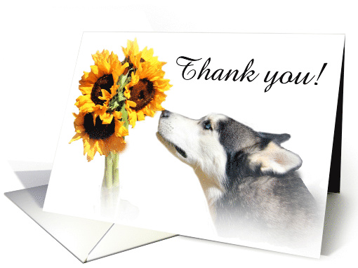 Thank you for pet sitting dog and sunflowers card (1247400)