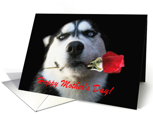 Happy Mother's Day Husky and Red Rose card (1248178)