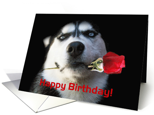Happy Birthday Husky Dog With Rose card (1261898)