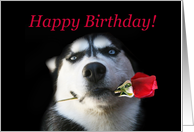 Happy Birthday Husky Dog With Rose card