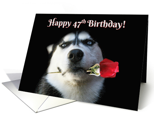 Happy Birthday Husky Dog With Rose 47th Birthday card (1262418)